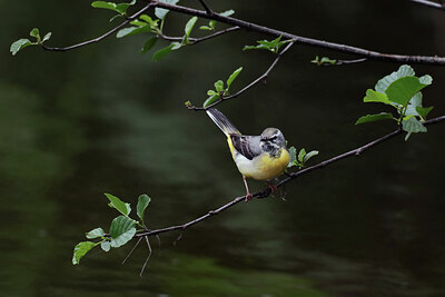 BUITEN BEELD Foto: 437233