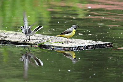 BUITEN BEELD Foto: 437234