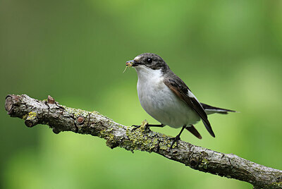 BUITEN BEELD Foto: 437237