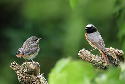 BUITEN BEELD Foto: 437238