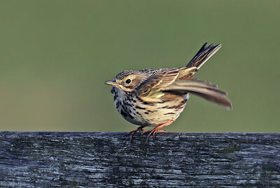 BUITEN BEELD Foto: 437239