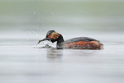 BUITEN BEELD Foto: 437240