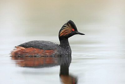BUITEN BEELD Foto: 437241