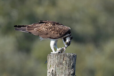 BUITEN BEELD Foto: 437243