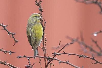 BUITEN BEELD Foto: 437246