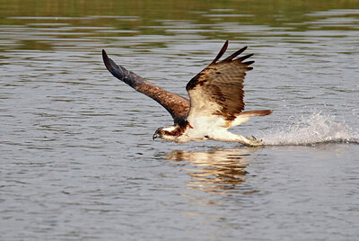 BUITEN BEELD Foto: 437249