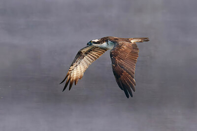 BUITEN BEELD Foto: 437250