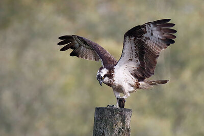 BUITEN BEELD Foto: 437253