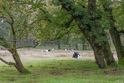 BUITEN BEELD Foto: 437267