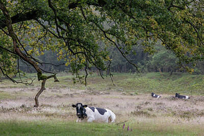 BUITEN BEELD Foto: 437268