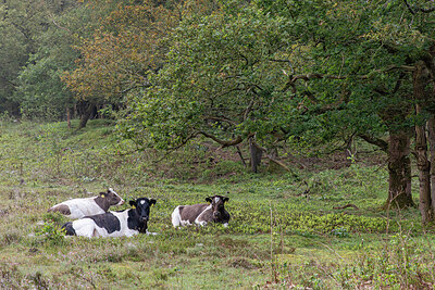 BUITEN BEELD Foto: 437270