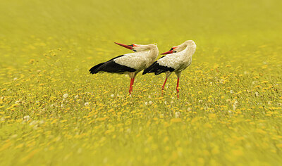 BUITEN BEELD Foto: 437274