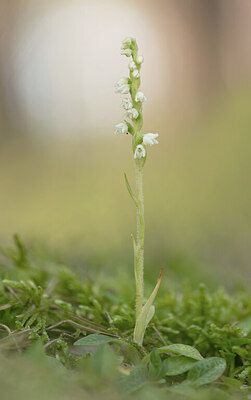 BUITEN BEELD Foto: 437276