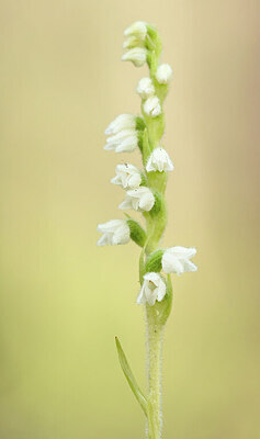 BUITEN BEELD Foto: 437277