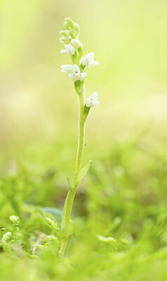 BUITEN BEELD Foto: 437278