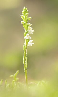 BUITEN BEELD Foto: 437280