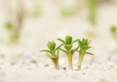 BUITEN BEELD Foto: 437283