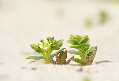 BUITEN BEELD Foto: 437284