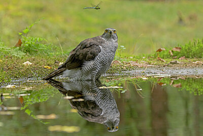 BUITEN BEELD Foto: 437285