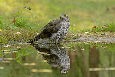 BUITEN BEELD Foto: 437286