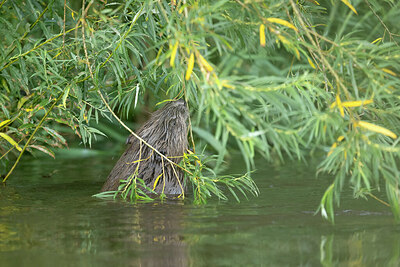 BUITEN BEELD Foto: 437287