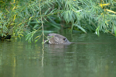 BUITEN BEELD Foto: 437288