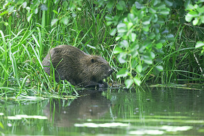 BUITEN BEELD Foto: 437289