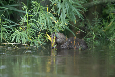 BUITEN BEELD Foto: 437292