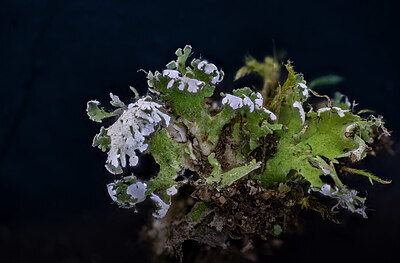 BUITEN BEELD Foto: 437295