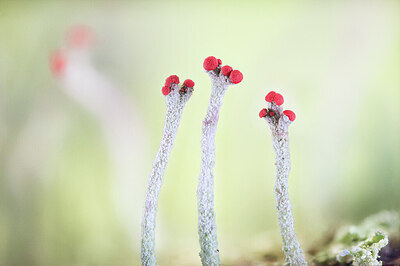 BUITEN BEELD Foto: 437296