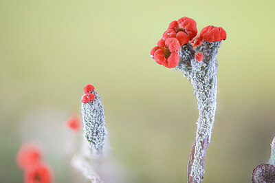 BUITEN BEELD Foto: 437297
