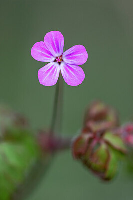 BUITEN BEELD Foto: 437305