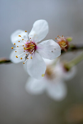 BUITEN BEELD Foto: 437307