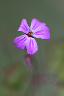 BUITEN BEELD Foto: 437312