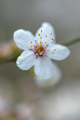 BUITEN BEELD Foto: 437313
