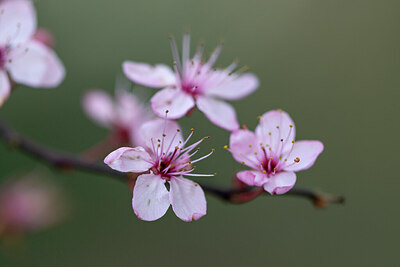 BUITEN BEELD Foto: 437319