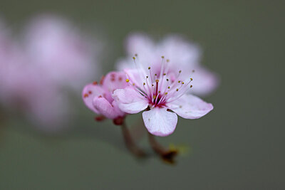 BUITEN BEELD Foto: 437320