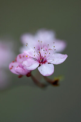 BUITEN BEELD Foto: 437321