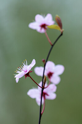 BUITEN BEELD Foto: 437324