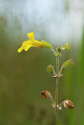 BUITEN BEELD Foto: 437335