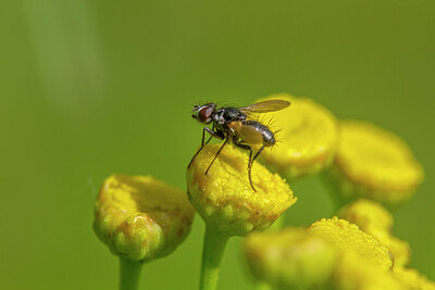 BUITEN BEELD Foto: 437338