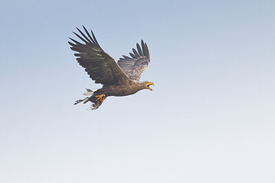 BUITEN BEELD Foto: 437341