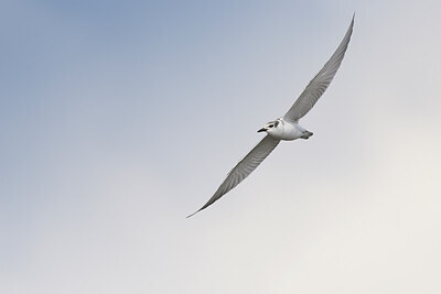 BUITEN BEELD Foto: 437342