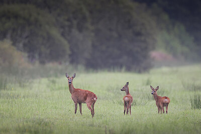 BUITEN BEELD Foto: 437343