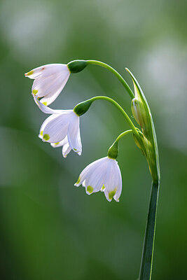 BUITEN BEELD Foto: 437353