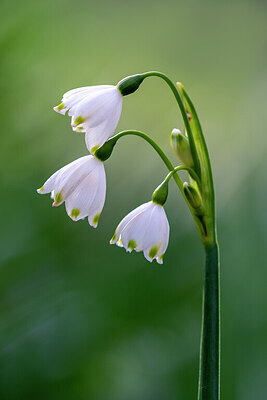 BUITEN BEELD Foto: 437354