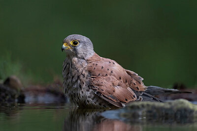 BUITEN BEELD Foto: 437366