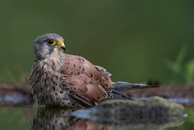 BUITEN BEELD Foto: 437367