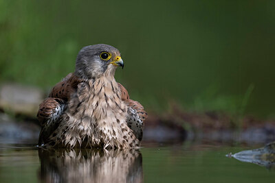 BUITEN BEELD Foto: 437368