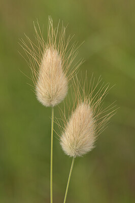 BUITEN BEELD Foto: 437370